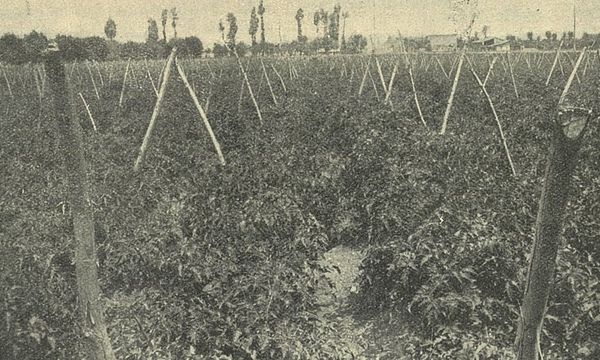 Coltivazione industriale del pomodoro da conserva 