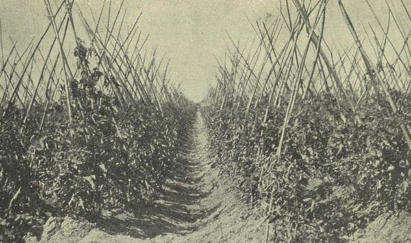 Coltivazione di pomodoro Comet da piantine cresciute nei cilindri di cartone Azienda Vegezzi
