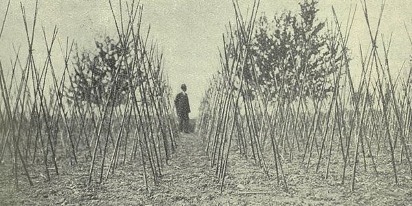 Sostegni per il pomodoro con canne Cesena Altri ortaggi di grande coltura.