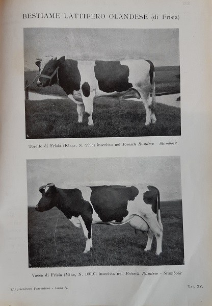 Bestiame lattifero olandese (torello e vacca di Frisia) tratto da L’agricoltura piacentina, 1 agosto 1909