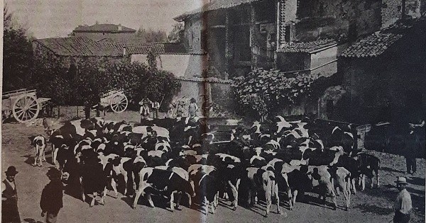 Importazioni di bovini dalla Frisia tratto da Il Giornale di agricoltura della domenica, 18 ottobre 1903