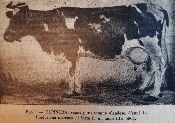 Capinera, vacca purosangue olandese tratto da Il Giornale di agricoltura della domenica, 5 luglio 1903