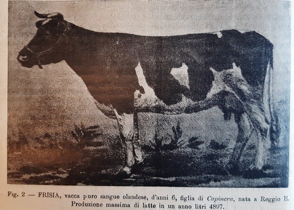 Frisia, vacca purosangue olandese figlia di Capinera tratto da Il Giornale di agricoltura della domenica, 5 luglio 1903