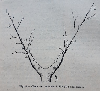 Olmo bolognese tratto da Il Giornale di agricoltura della domenica, 26-07-1896