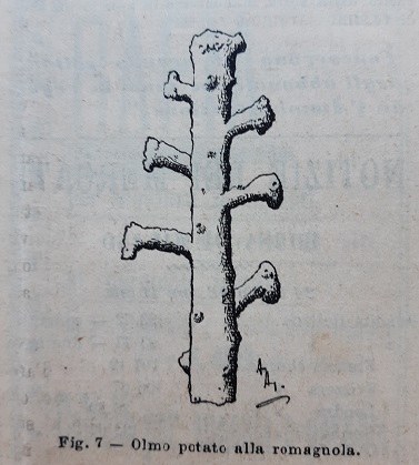 Olmo romagnolo tratto da Il Giornale di agricoltura della domenica, 26-07-1896