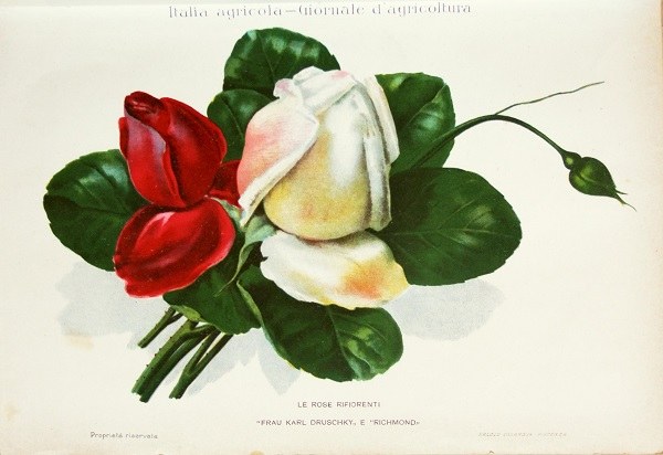 Disegno di Rosa rifiorente Frau karl Druschky e Richmond, Gustavo Vagliasindi, Le rose rifiorenti in Riviera tratto da L'Italia Agricola 15-01-1911