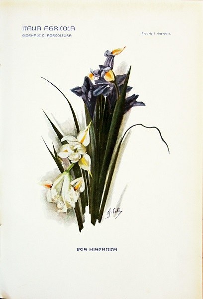 Gustavo Vagliasindi, disegno di Iris hispanica tratto da L'Italia Agricola 15-10-1911