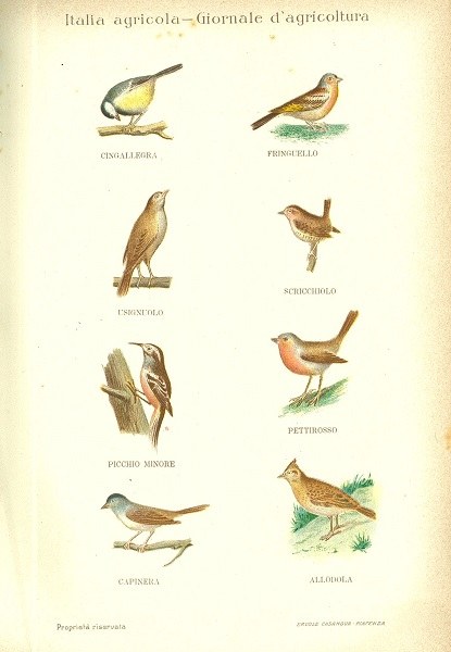 Pv, disegno degli uccelli utili all'agricoltura tratto da L'Italia Agricola 30-03-1911