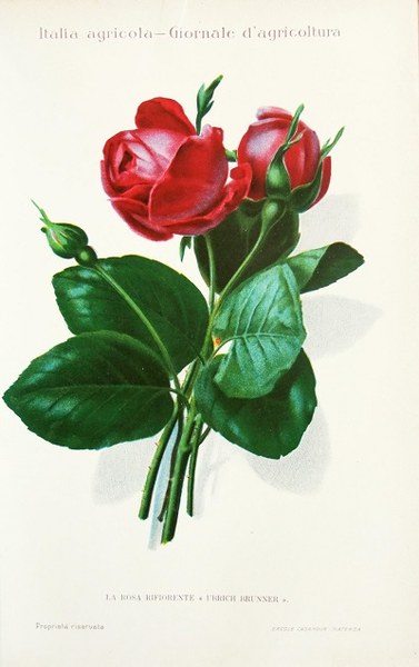 Disegno di Rosa rifiorente Ubrich Brunner, Gustavo Vagliasindi, Le rose rifiorenti in Riviera tratto da L'Italia Agricola 15-02-1911