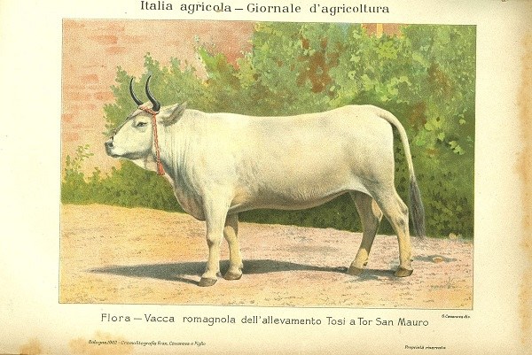 Flora, vacca romagnola dell'allevamento Tosi a Tor San Mauro tratto da L’Italia Agricola, 30 maggio e 30 giugno 1902