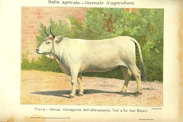 Flora, vacca romagnola dell'allevamento Tosi a Tor San Mauro tratto da L’Italia Agricola, 30 maggio e 30 giugno 1902