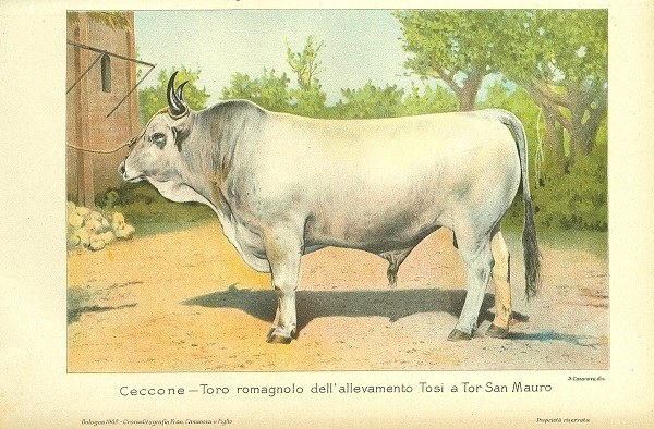 Ceccone, toro romagnolo dell'allevamento Tosi a Tor San Mauro tratto da L’Italia Agricola, 30 maggio e 30 giugno 1902