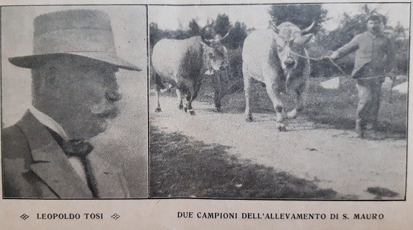 A sinistra Leopoldo Tosi, a destra due campioni dell'allevamento di San Mauro tratto da Il Giornale di agricoltura della domenica, 14-07-1912