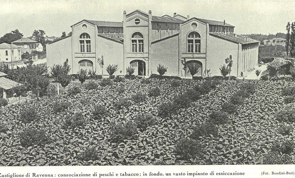 Castiglione di Ravenna, campo con consociazione di peschi e tabacco tratto da Il volto agricolo dell'Italia