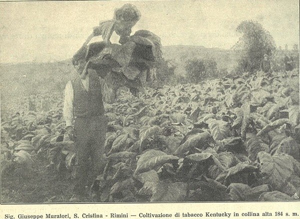 Coltivazione di tabacco nella proprietà di Giuseppe Muratori tratto da L’Italia Agricola, 12-1927
