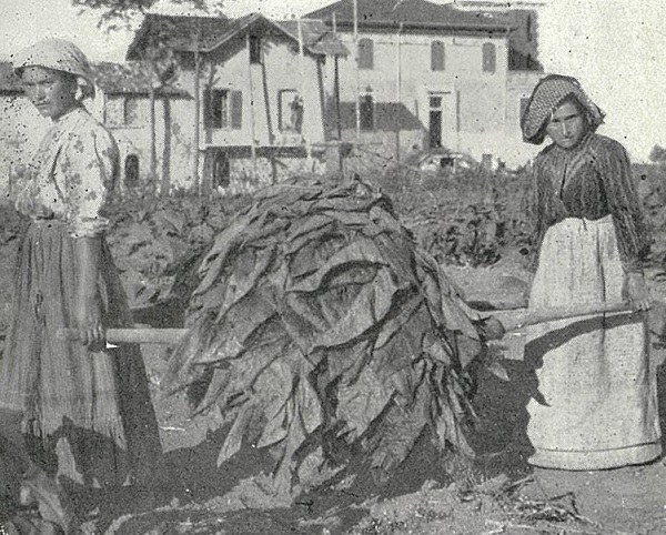 Il trasporto mediante barelle tratto da L’Italia Agricola, 15-07-1914