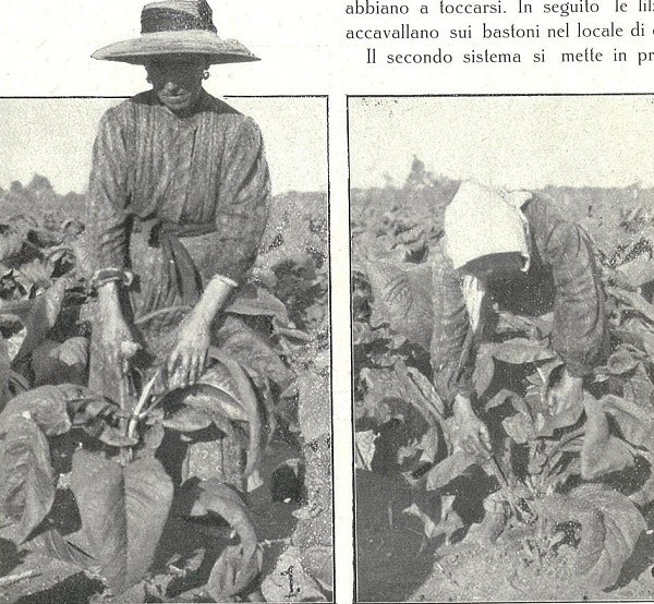 La raccolta del tabacco tratto da L’Italia Agricola, 15-07-1914