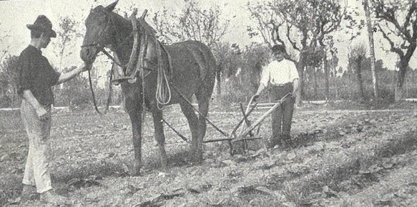 La zappatura meccanica tratto da L’Italia Agricola, 15-06-1914