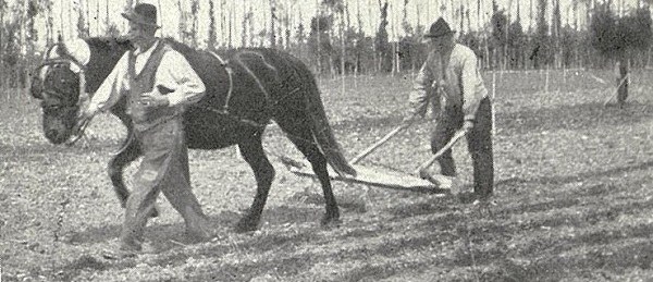Modo di segnare le file con uno strumento tirato da forza animale tratto da L’Italia Agricola, 15-04-1914