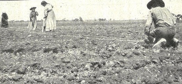 Modo di tracciare i filari con la fune e l’operazione di trapiantamento tratto da L’Italia Agricola, 15-04-1914