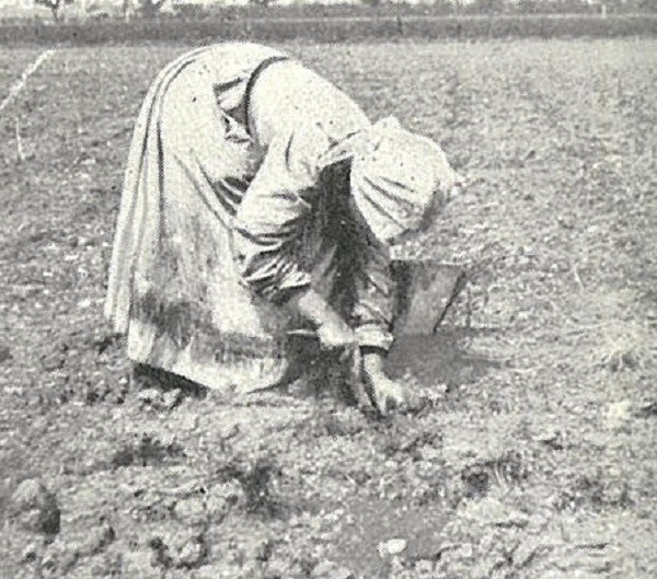 Operaia che sta eseguendo il trapianto tratto da L’Italia Agricola, 15-04-1914