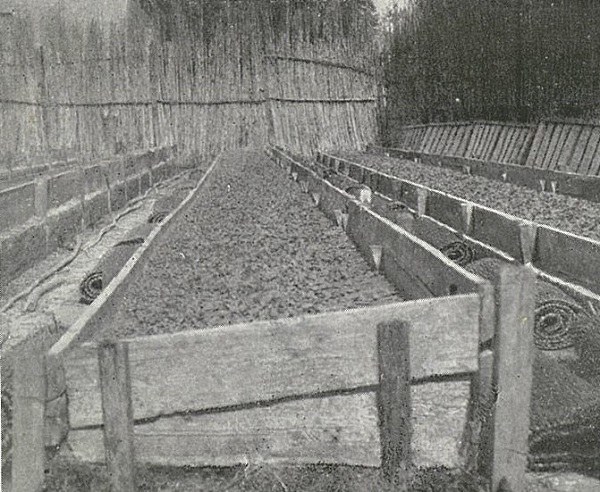 Semenzaio formato con sabbia del Po tratto da L’Italia Agricola, 15-02-1914