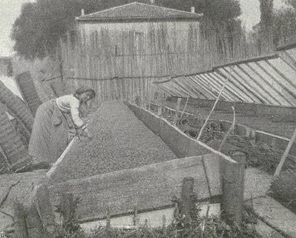 Semenzaio formato con sabbia e terriccio mescolati tratto da L’Italia Agricola, 15-02-1914