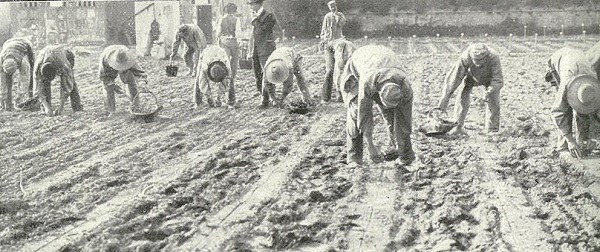 Squadra di operai che stanno eseguendo il trapiantamento tratto da L’Italia Agricola, 15-04-1914