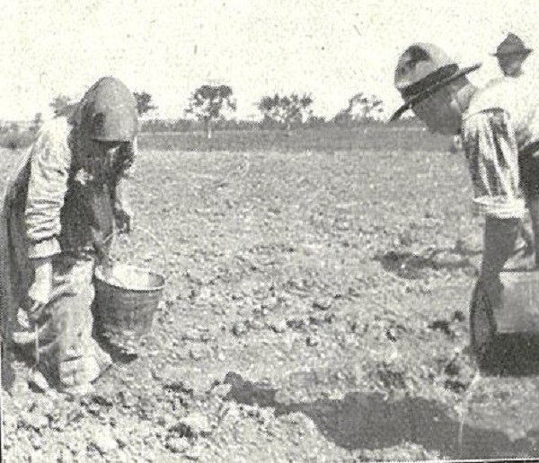 Trapiantamento ed innaffiamento tratto da L’Italia Agricola, 15-04-1914