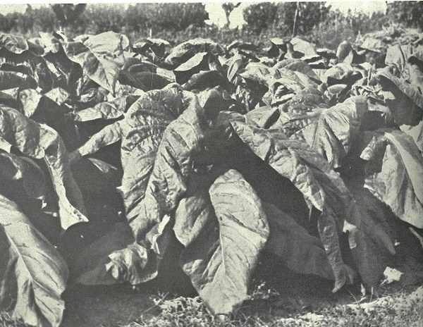 Un campo di tabacco in Cesena tratto da Il volto agricolo dell'Italia del TCI di Arturo Marescalchi, 1936