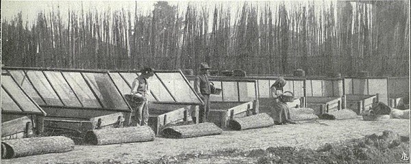 Una serie di semenzai con i telai di garza rialzati tratto da L’Italia Agricola, 15-02-1914