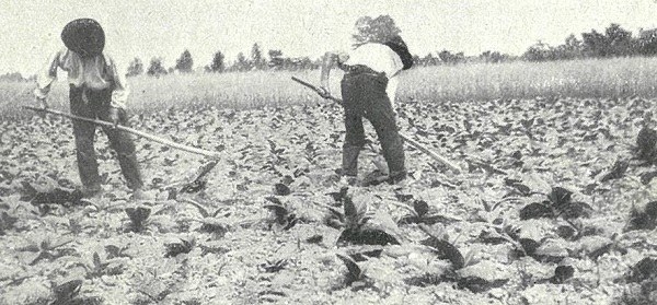 Zappatura a mano del terreno coltivato a tabacco tratto da L’Italia Agricola, 15-06-1914