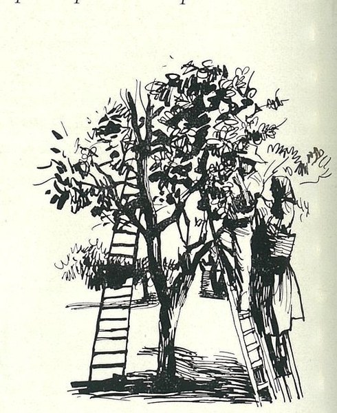 Agricoltori che raccolgono frutti, disegno di N. Simbari che correda la rubrica Nota di attualità, L’Italia Agricola, 03-1961
