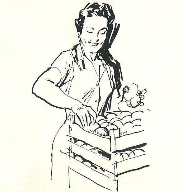 Donna che riempie una cassa di frutta, disegno di N. Simbari che correda la rubrica Nota di attualità, L’Italia Agricola, 03-1961