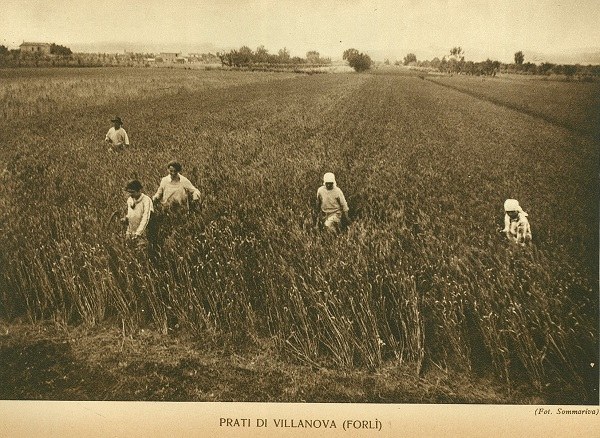 Donne che lavorano nei campi a Prati di Villanova (FO) tratto da Le colture minori, Numero speciale Romagna Rurale, 12-1927