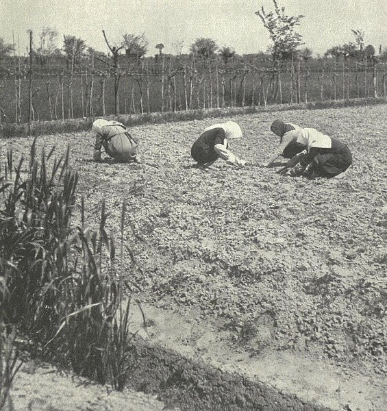 Donne che lavorano nei campi a Ravenna tratto da Arturo Marescalchi, Il volto agricolo dell'Italia, Milano, Touring Club italiano, 1936