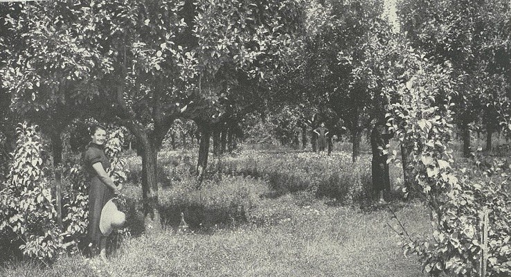 Frutteto nel ferrarese tratto da Arturo Marescalchi, Il volto agricolo dell'Italia, Milano, Touring Club italiano, 1936