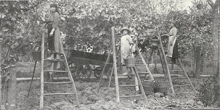 Vendemmia nel reggiano tratto da G. Fascetti, La produzione enologica reggiana, 15-08-1915