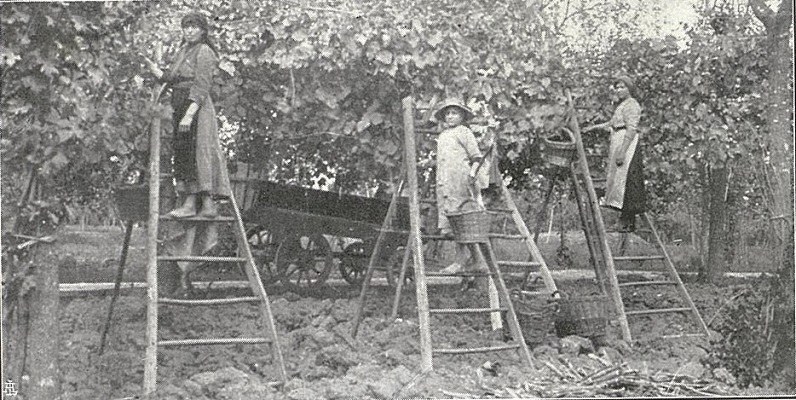 Vendemmia nel reggiano tratto da G. Fascetti, La produzione enologica reggiana, 15-08-1915