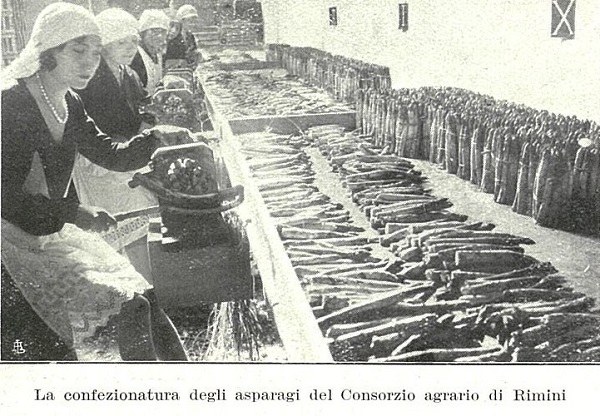 Confezionamento asparagi del Consorzio agrario di Rimini