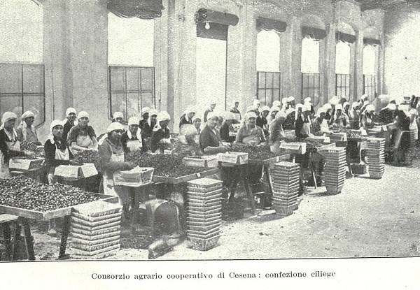 Confezionamento ciliegie nel Consorzio agrario cooperativo di Cesena