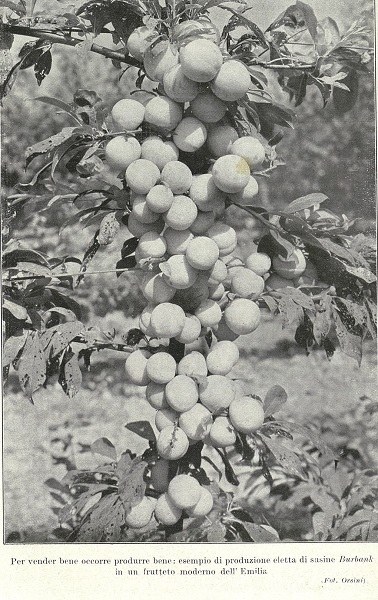 Esempio di produzione eletta di susine Burbank tratto da L'Italia Agricola, marzo 1932