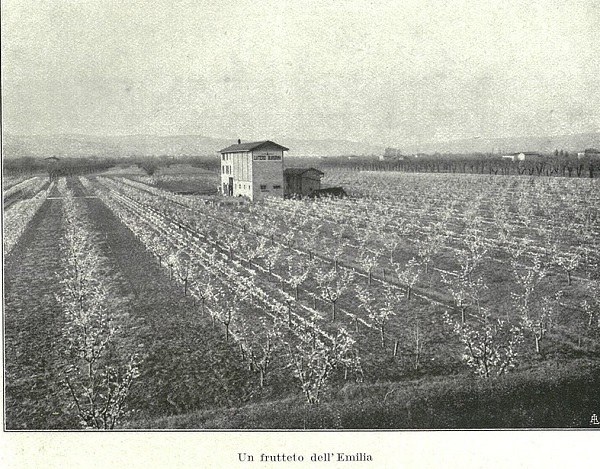 Frutteto dell'Emilia tratto da L'Italia Agricola, marzo 1932
