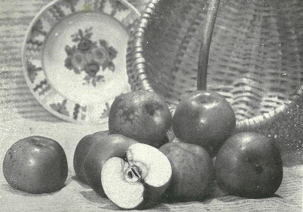 Mele tratto da L'Italia Agricola, marzo 1932