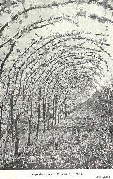Pergolato di susini Burbank nell'Emilia tratto da L'Italia Agricola, marzo 1932