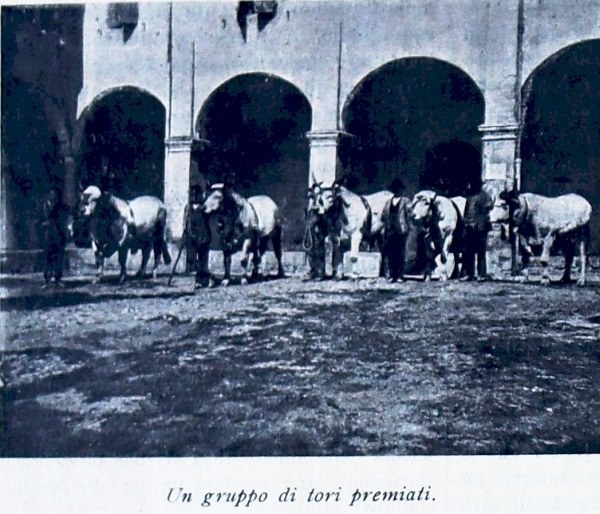 Un gruppo di tori premiati tratto da Giornale di agricoltura della domenica, 6 novembre 1910