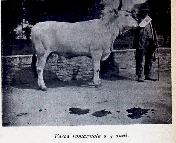 Vacca romagnola a 3 anni tratta da Giornale di agricoltura della domenica, 6 novembre 1910