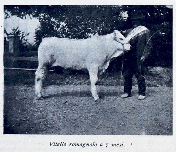 Vitello romagnolo a 7 mesi tratto da Giornale di agricoltura della domenica, 6 novembre 1910