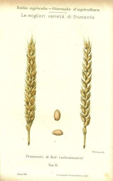 Tavola di frumento di Noè selezionato tratta da L’Italia Agricola del 15-10-1908