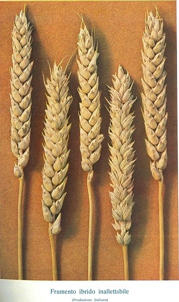 Tavola di frumento ibrido inallettabile tratta da L’Italia Agricola del 15-10-1914